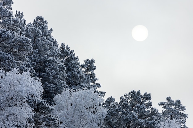 Perto das copas dos pinheiros cobertos de neve sob a neve, no contexto de uma floresta branca e gelada
