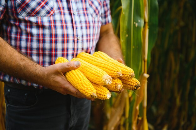 Perto das mãos do fazendeiro segurando espigas de milho no campo