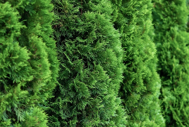 Perto de arbustos verdes de thuja