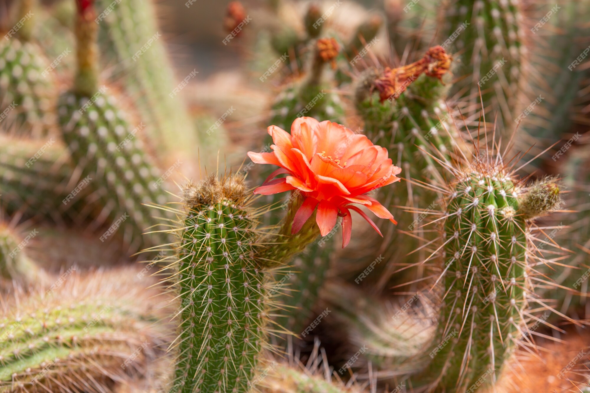 Perto de cactos em flor ou florescendo no deserto, conceito de natureza |  Foto Premium