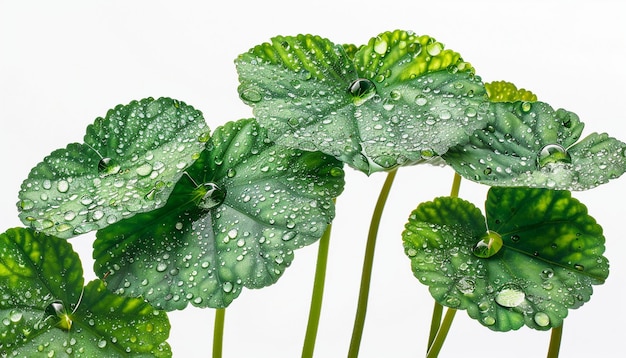 perto de gotas de água clara na folha de lótus verde