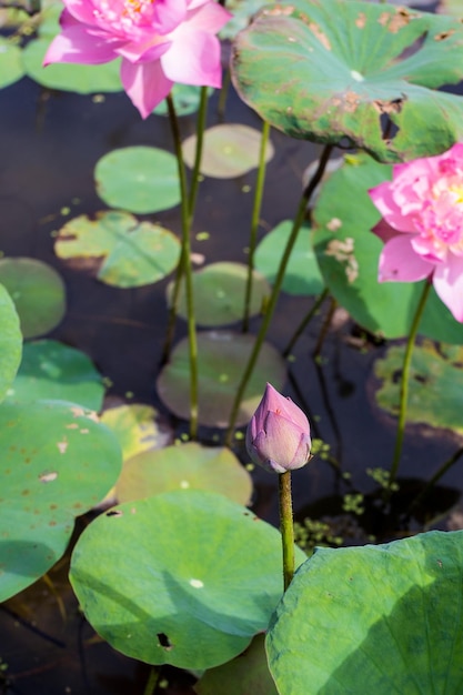 Perto de grande floração rosa e flor de lótus (nelumbo nucifera) com haste longa na lagoa ou canal. este lótus tem muitos nomes, como lótus indiano, lótus sagrado, feijão da índia.