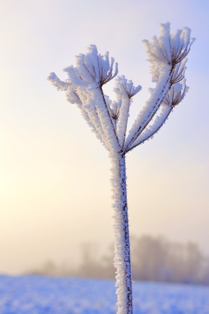 Perto de planta selvagem em um campo coberto de gelo no inverno ao pôr do sol