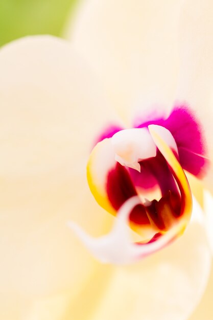 Perto de plantas de orquídeas coloridas em plena floração.