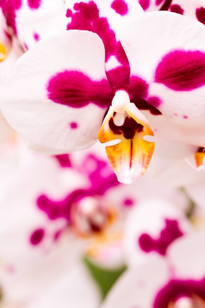 Perto de plantas de orquídeas coloridas em plena floração.