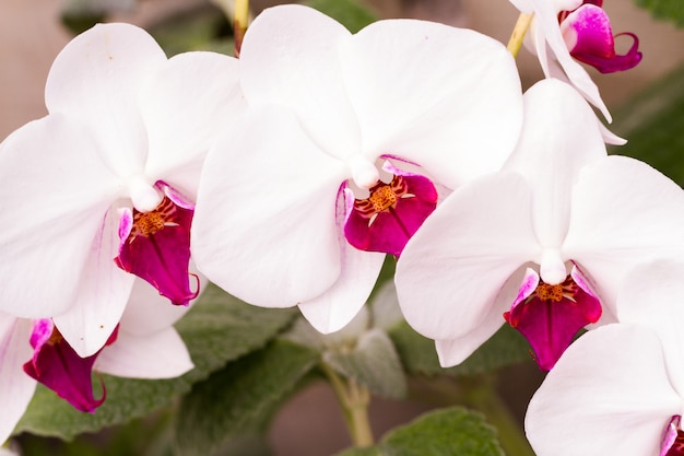 Perto de plantas de orquídeas coloridas em plena floração.