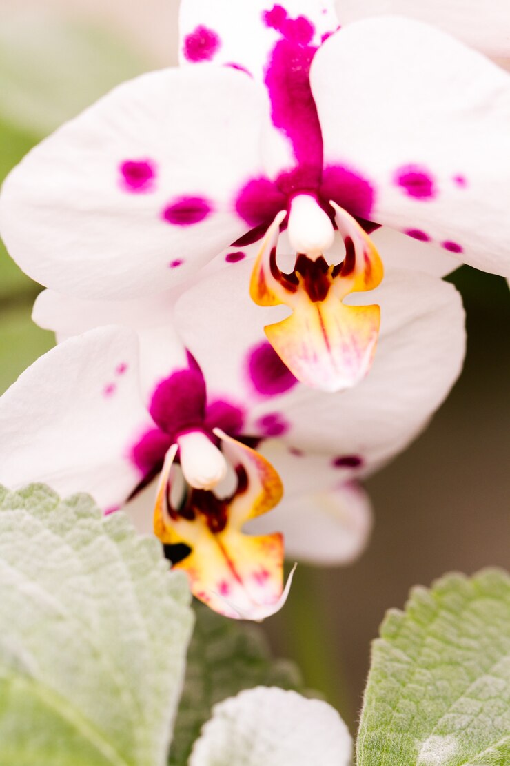 Foto perto de plantas de orquídeas coloridas em plena floração.