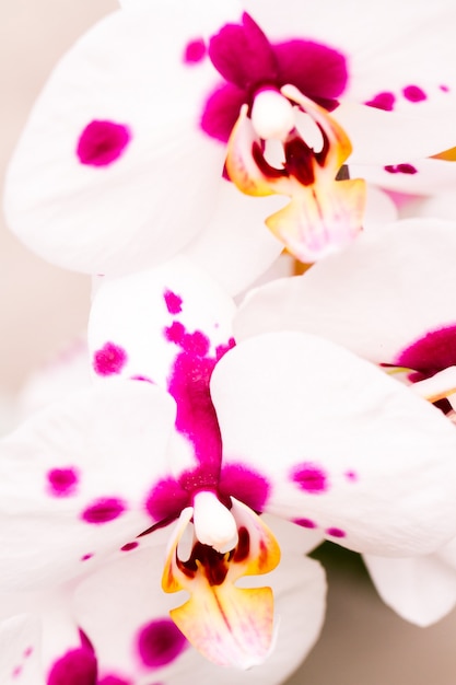 Foto perto de plantas de orquídeas coloridas em plena floração.