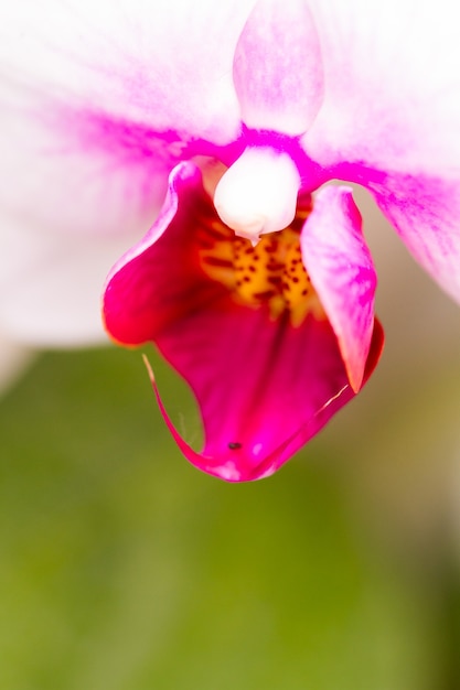 Perto de plantas de orquídeas coloridas em plena floração.