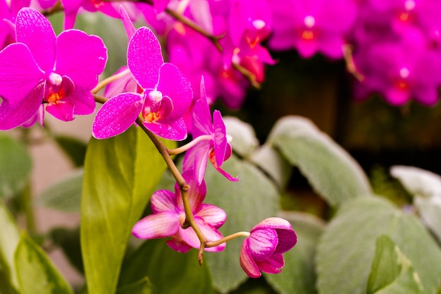 Perto de plantas de orquídeas coloridas em plena floração.