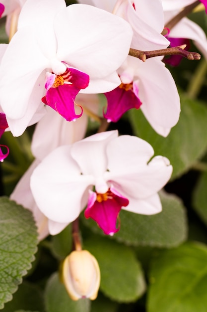 Perto de plantas de orquídeas coloridas em plena floração.