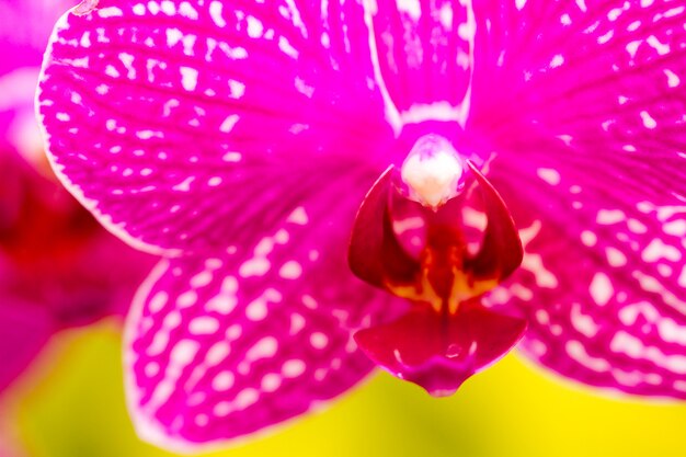 Perto de plantas de orquídeas coloridas em plena floração.