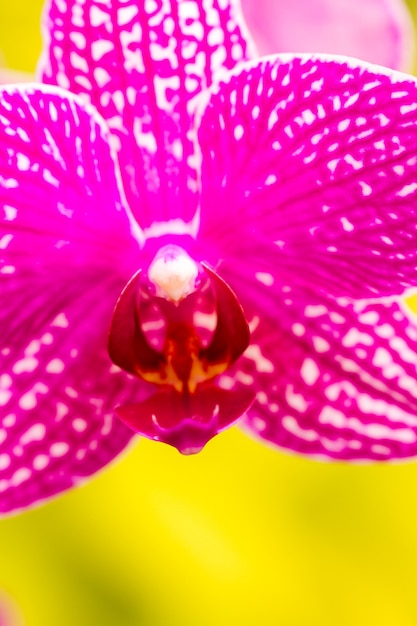 Perto de plantas de orquídeas coloridas em plena floração.