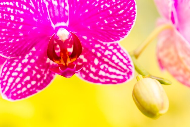 Perto de plantas de orquídeas coloridas em plena floração.