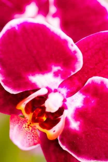 Perto de plantas de orquídeas coloridas em plena floração.