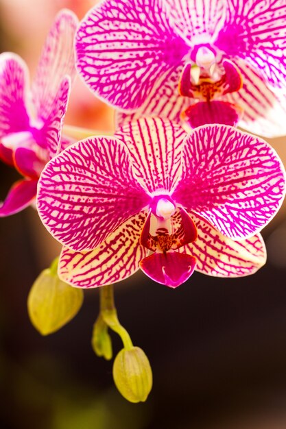 Perto de plantas de orquídeas coloridas em plena floração.