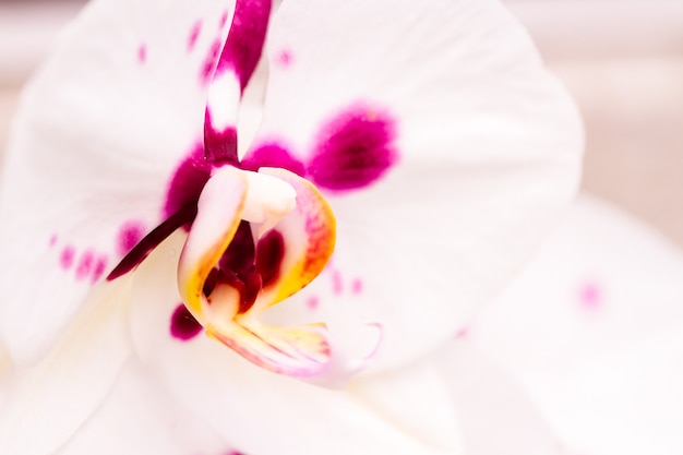 Perto de plantas de orquídeas coloridas em plena floração.