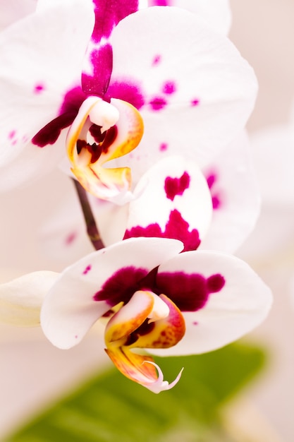 Perto de plantas de orquídeas coloridas em plena floração.