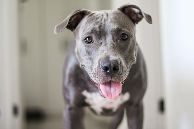 Perto de um cachorro Pit Bull em casa. Foco seletivo.