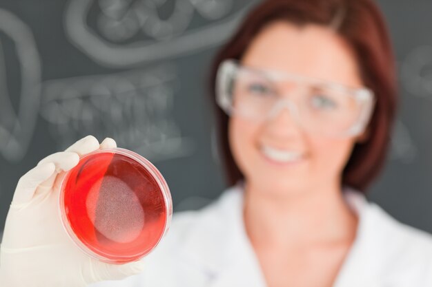 Perto de um cientista bonito que olha uma placa de petri com a câmera focada no objeto