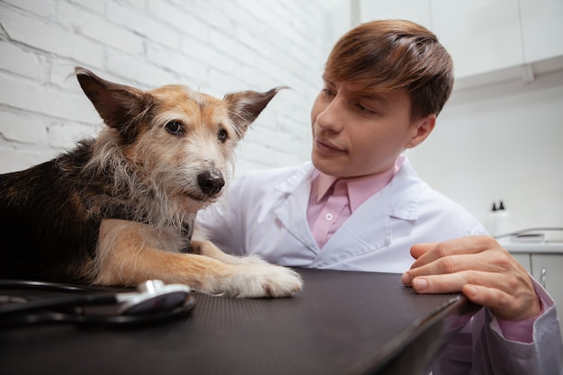 Perto de um filhote de cachorro engraçado de raça misturada com medo, deitado na mesa de exame na clínica veterinária