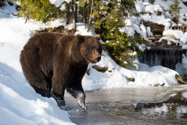 Perto de um grande urso marrom selvagem perto de um lago na floresta