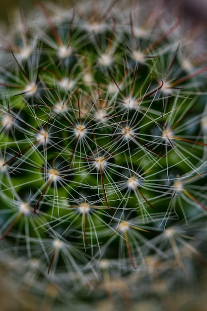 Perto de um pequeno cacto. A maioria dos cactos vive em habitats sujeitos a pelo menos algumas secas.