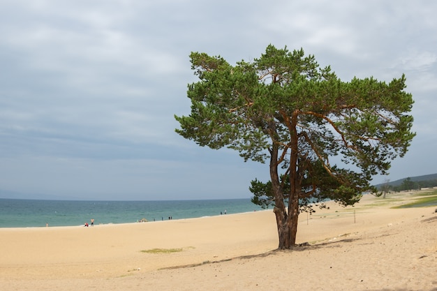 Perto de um pinheiro solitário incrível na costa arenosa