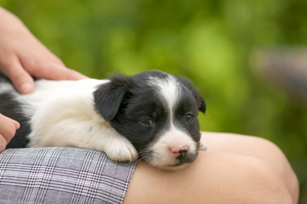 Perto de uma mulher segurando o cachorrinho no colo.