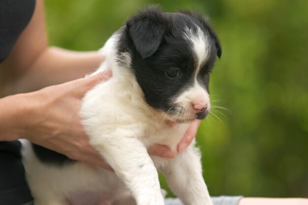 Perto de uma mulher segurando o cachorrinho no colo.