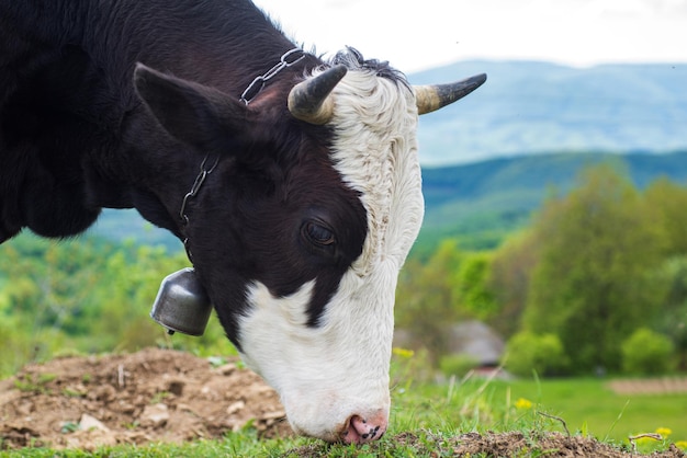 Perto de uma vaca leiteira preto e branco. Vaca comendo grama.