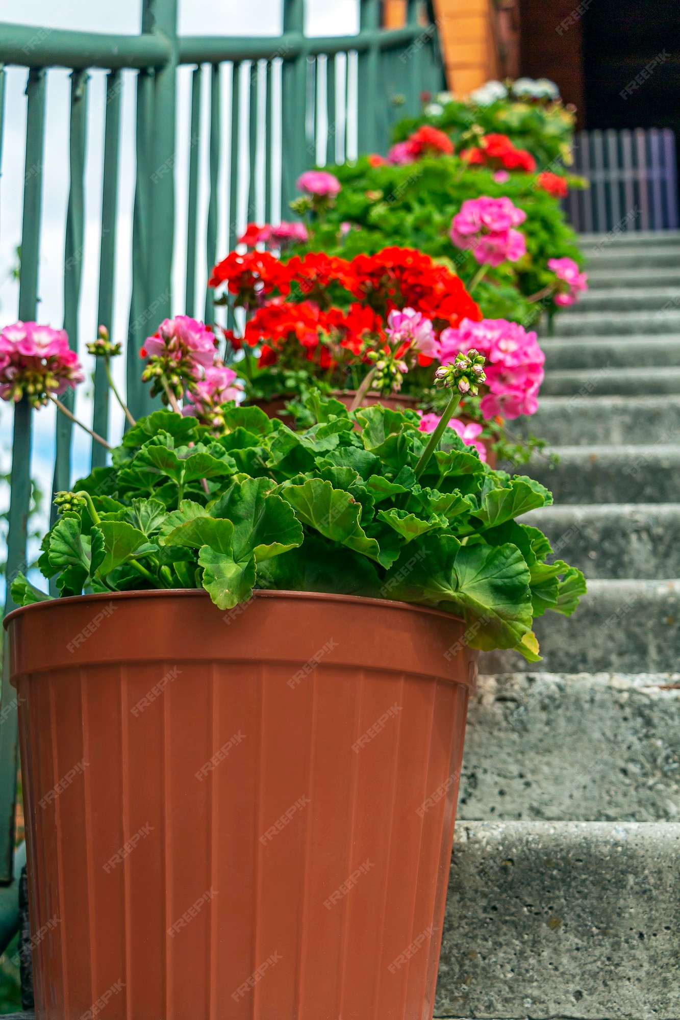 Perto de vasos com gerânio em degraus de pedras. jardim vintage atmosférico  e rua antiga. pote com lindas flores vermelhas e rosa nas escadas.  perspectiva ascendente. | Foto Premium