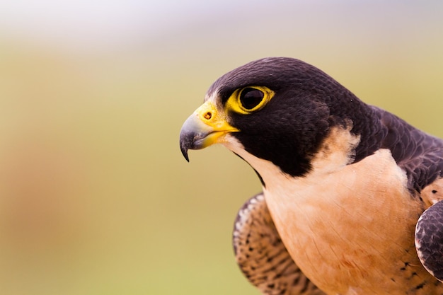 Perto do falcão-peregrino em cativeiro.