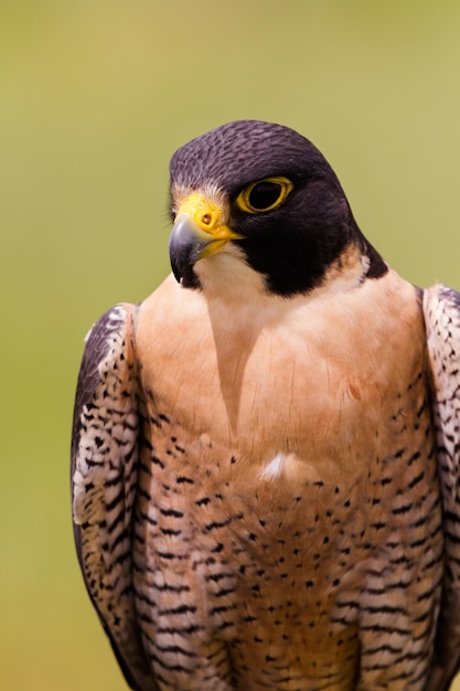 Perto do falcão-peregrino em cativeiro.