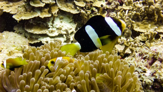 Perto do peixe anêmona negra nas maldivas.