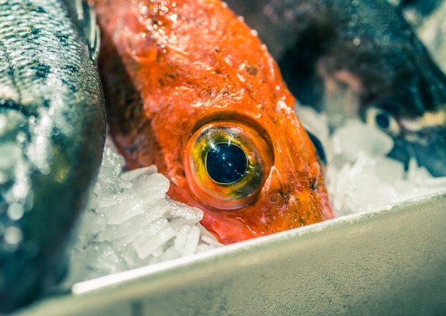 Perto do peixe laranja com olhos grandes no gelo.