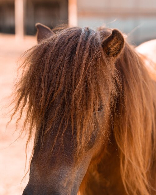 Perto do rosto e dos olhos de belos cavalos vermelhos em fundo natural