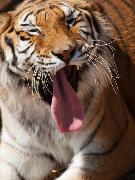 Perto do tigre em cativeiro.