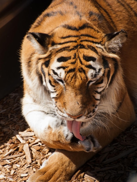 Foto perto do tigre em cativeiro.