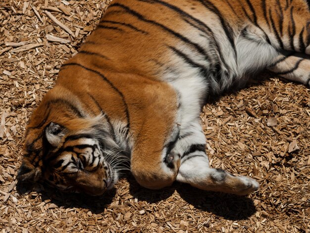 Foto perto do tigre em cativeiro.