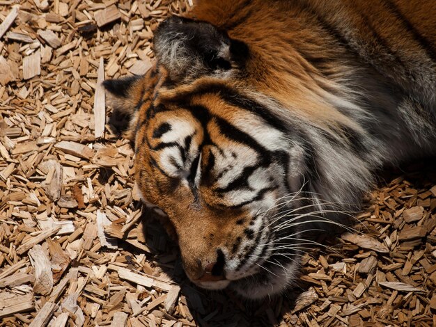 Foto perto do tigre em cativeiro.