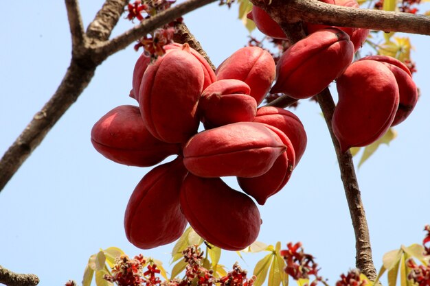 Foto perto dos frutos de sterculia foetida (árvore de poon bastardo).