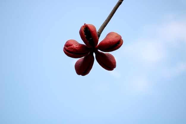 Perto dos frutos de Sterculia foetida (árvore de poon bastardo).