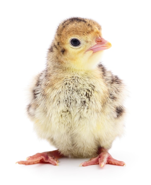 Peru de frango isolado em um fundo branco