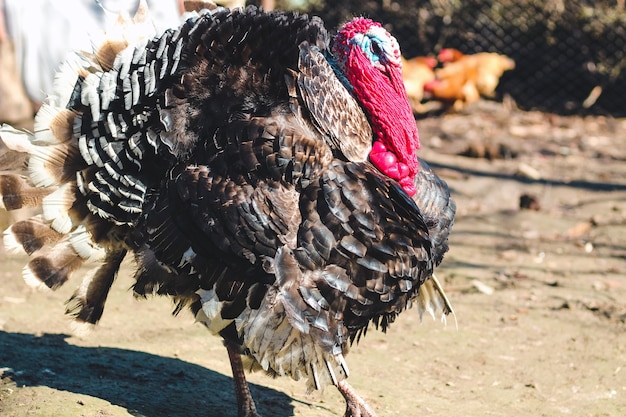 Peru macho doméstico na casa. Meleagris gallopavo.