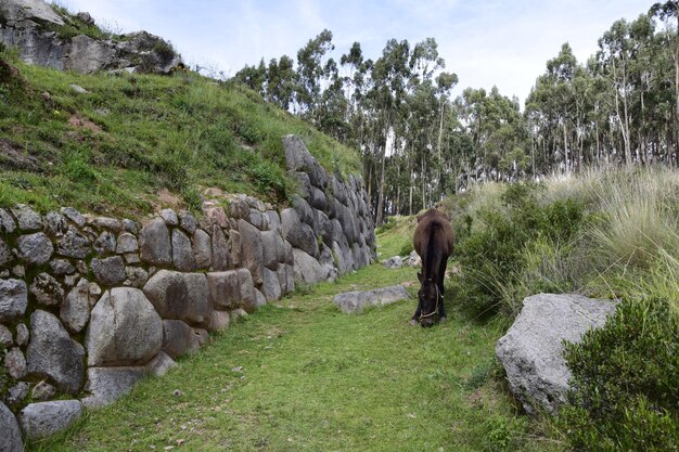 Perú Qenko ubicado en el Parque Arqueológico de Saqsaywaman Este sitio arqueológico Las ruinas incas están hechas de piedra caliza