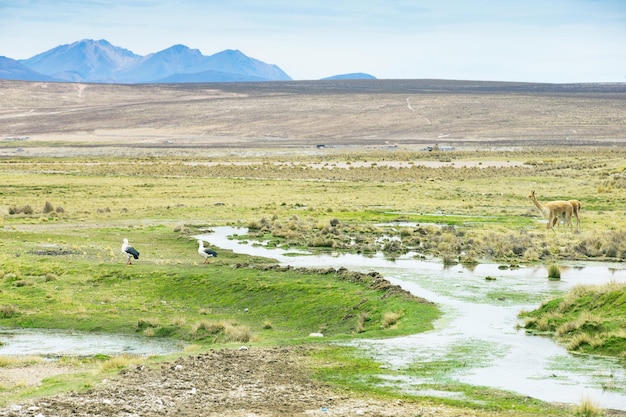 Perú