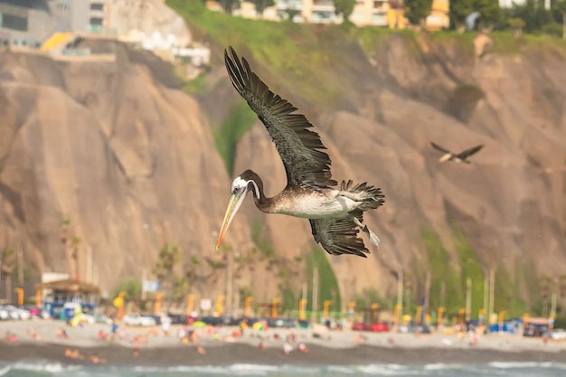 Peruanischer brauner Pelikan im Flug über den Pazifikstrand in Lima Peru Südamerika Peru