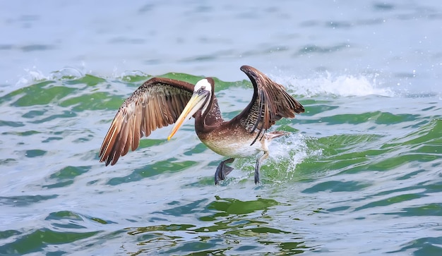 Peruanischer Pelikan fliegt über den Pazifischen Ozean Lima Peru Südamerika