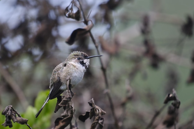 Peruanischer Sheartail Thaumastura cora einsames junges Männchen, das auf einigen Zweigen thront